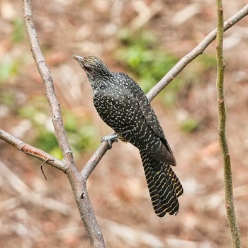 Asian Koel Pattaya, Chonburi, Thailand Fri, 2/17/2023