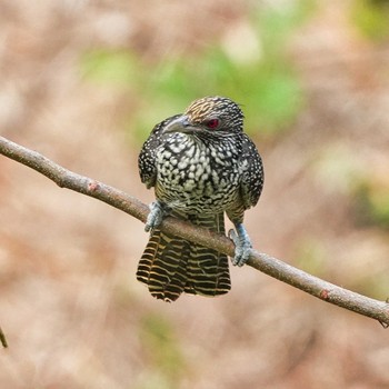 Asian Koel Pattaya, Chonburi, Thailand Fri, 2/17/2023