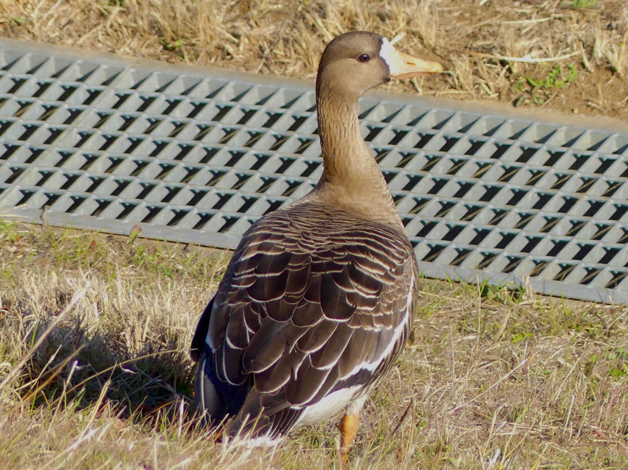 Greater White-fronted Goose