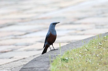 Blue Rock Thrush Hachijojima Island Mon, 4/23/2018