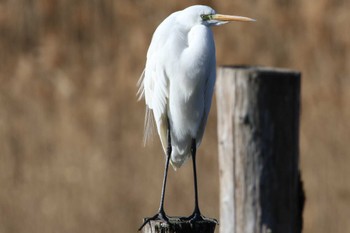 ダイサギ 葛西臨海公園 2023年2月11日(土)