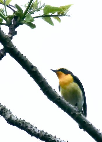 Narcissus Flycatcher 熊本県阿蘇市 Sun, 4/22/2018