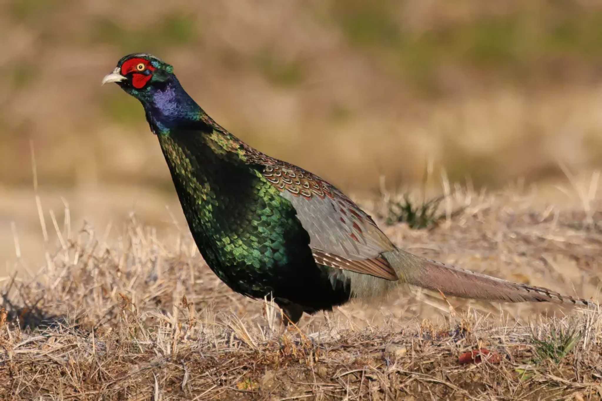 Photo of Green Pheasant at 豊田市横山 by toshi