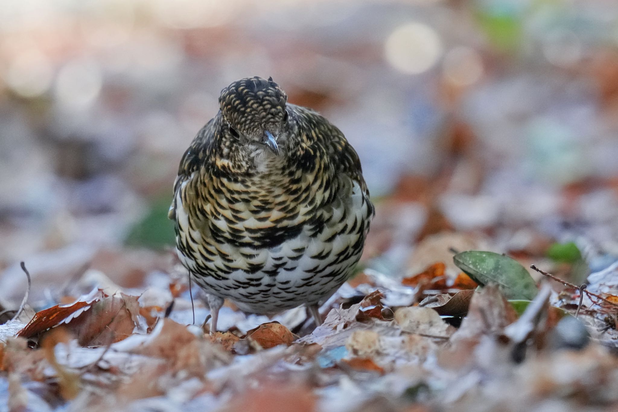 White's Thrush