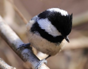 Coal Tit Hayatogawa Forest Road Wed, 2/15/2023