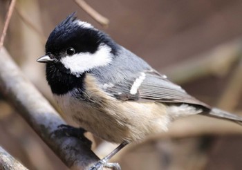 Coal Tit Hayatogawa Forest Road Wed, 2/15/2023