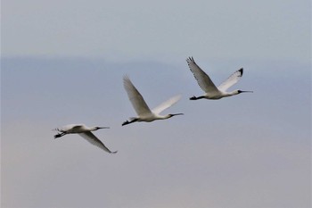 Eurasian Spoonbill 兵庫県明石市 Fri, 2/17/2023