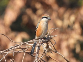 2023年2月17日(金) 彩湖・道満グリーンパークの野鳥観察記録