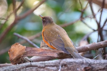 Brown-headed Thrush じゅん菜池緑地(千葉県) Fri, 2/17/2023