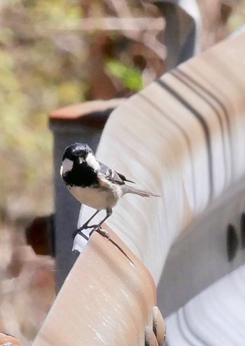 2018年4月20日(金) 熊本県阿蘇市の野鳥観察記録