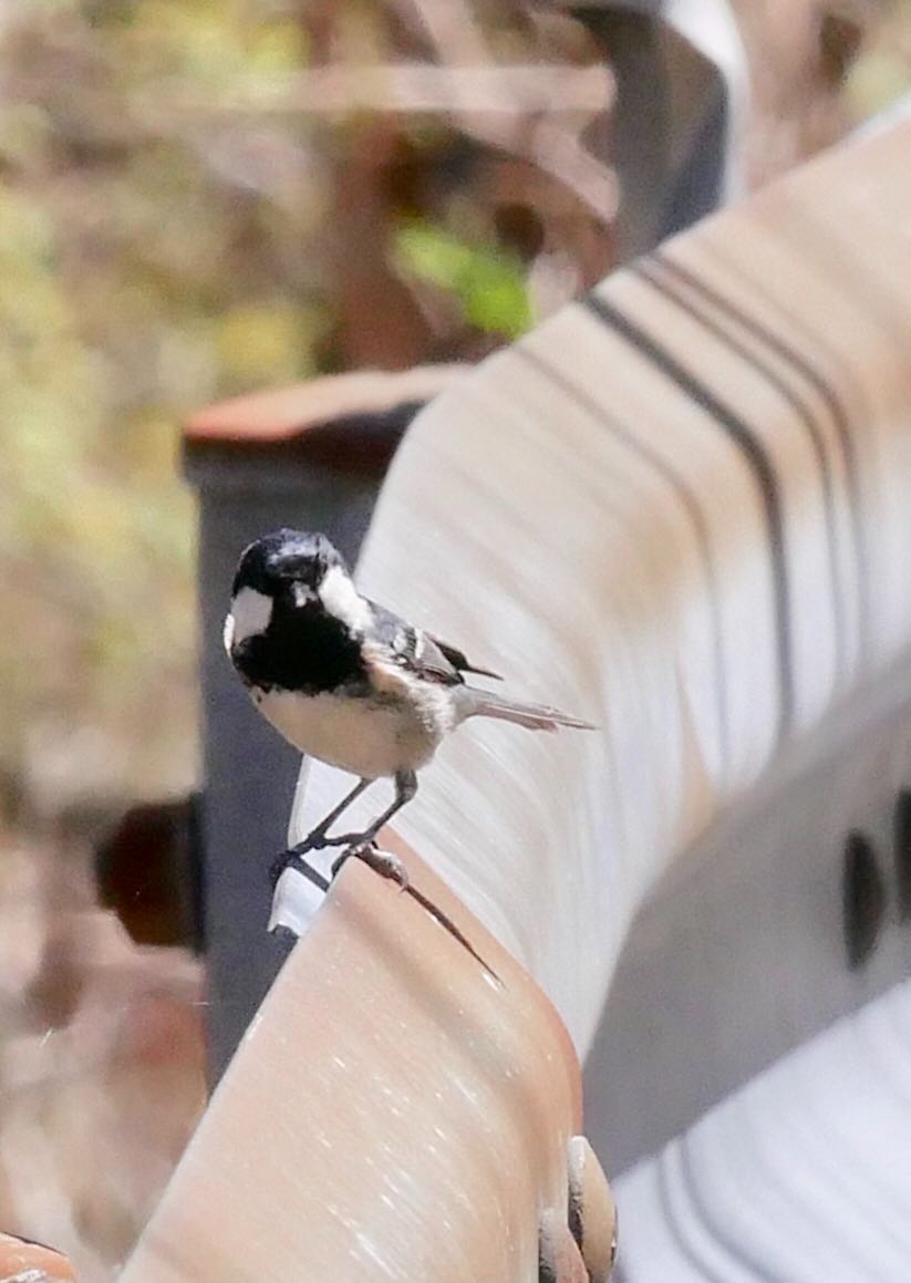 Photo of Coal Tit at 熊本県阿蘇市 by mitsuaki kuraoka