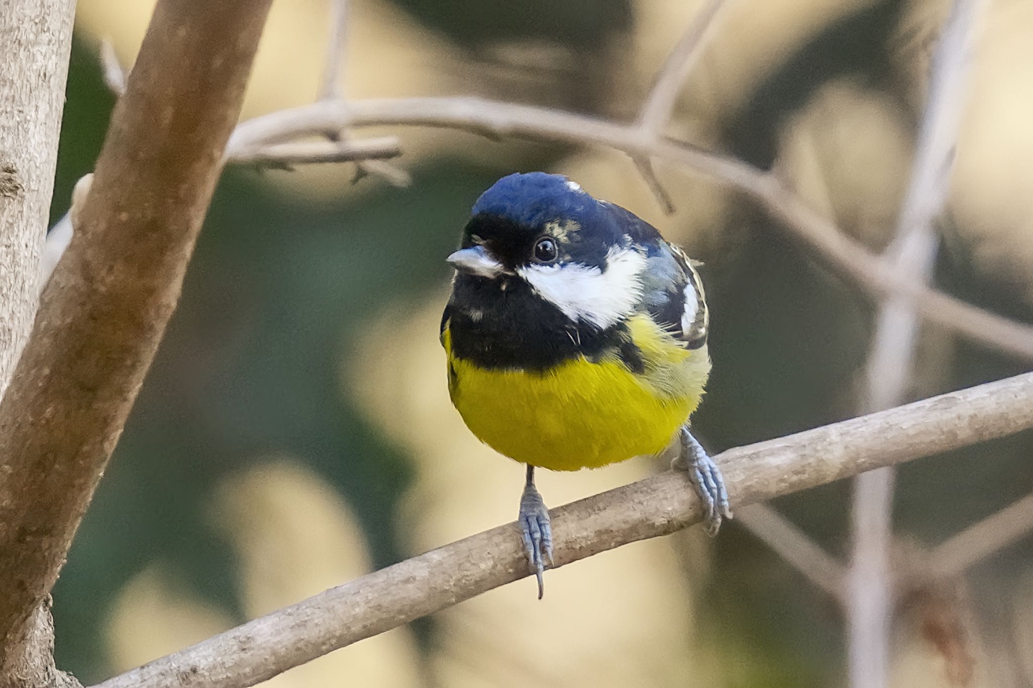 Yellow-bellied Tit