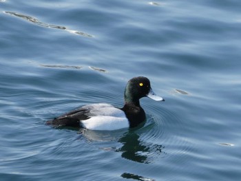 Fri, 2/17/2023 Birding report at 山下公園