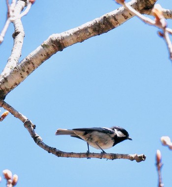 Coal Tit 熊本県阿蘇市 Fri, 4/20/2018