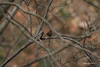 Eurasian Wren 花巻温泉 Sat, 4/21/2018