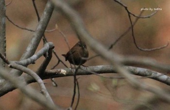 Eurasian Wren 花巻温泉 Sat, 4/21/2018