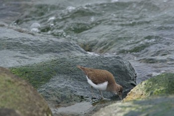 イソシギ 葛西臨海公園 2023年2月3日(金)