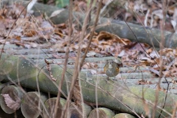 2023年2月17日(金) 大阪府民の森の野鳥観察記録