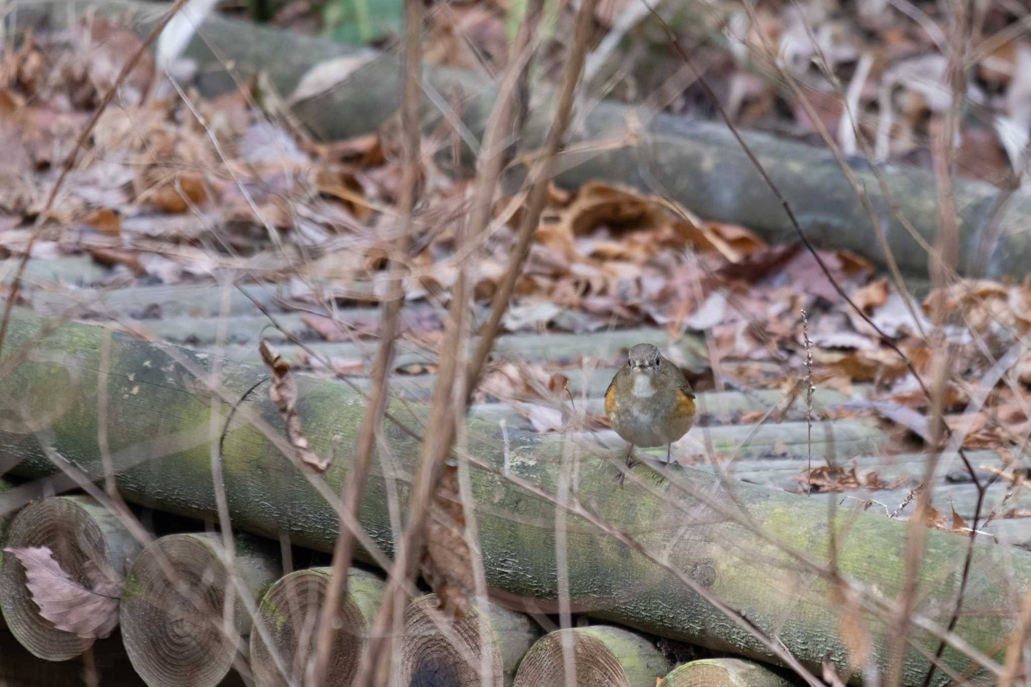 Photo of Red-flanked Bluetail at 大阪府民の森 by hidebonn