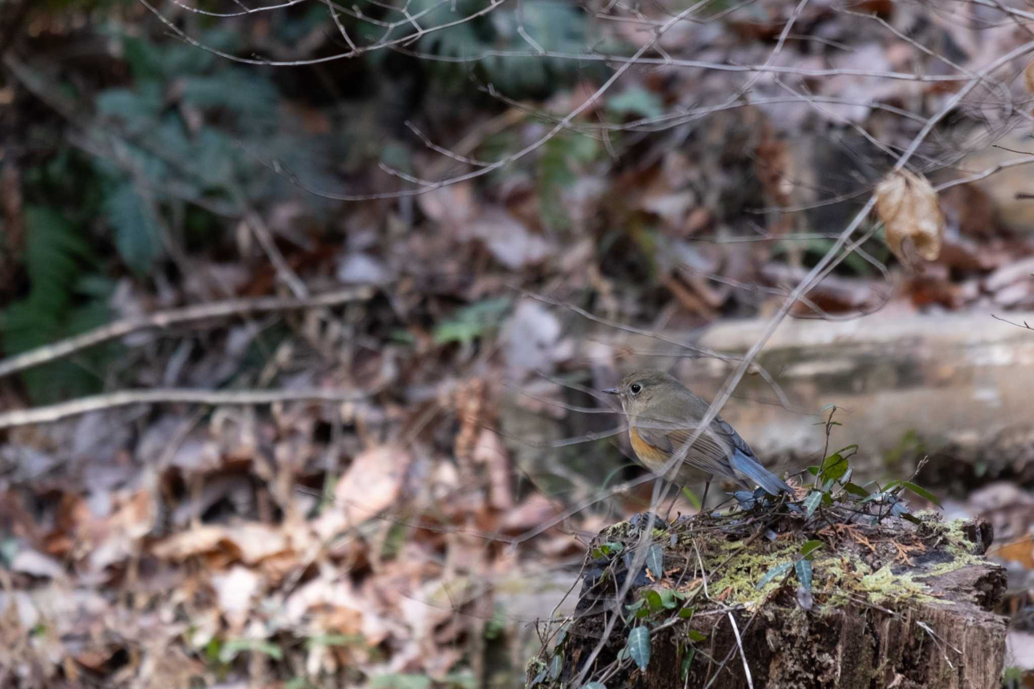 Photo of Red-flanked Bluetail at 大阪府民の森 by hidebonn