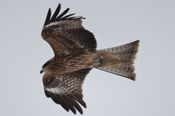 Black Kite 石狩東埠頭 Mon, 2/13/2023