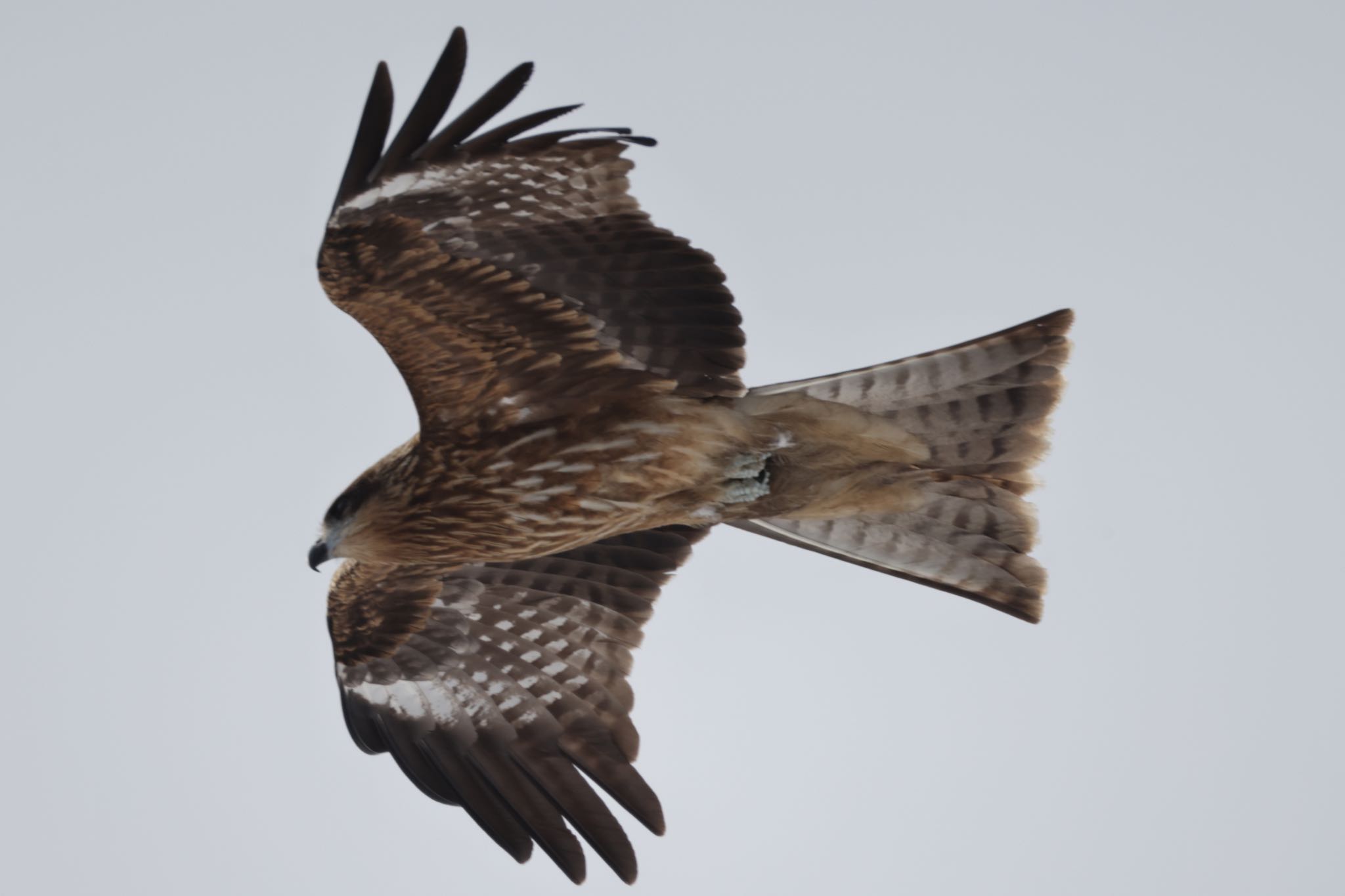 Photo of Black Kite at 石狩東埠頭 by will 73