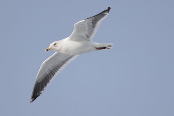 Mon, 2/13/2023 Birding report at 石狩東埠頭