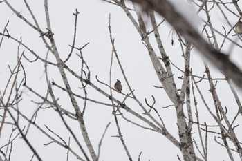 Japanese Waxwing Nishioka Park Fri, 2/17/2023