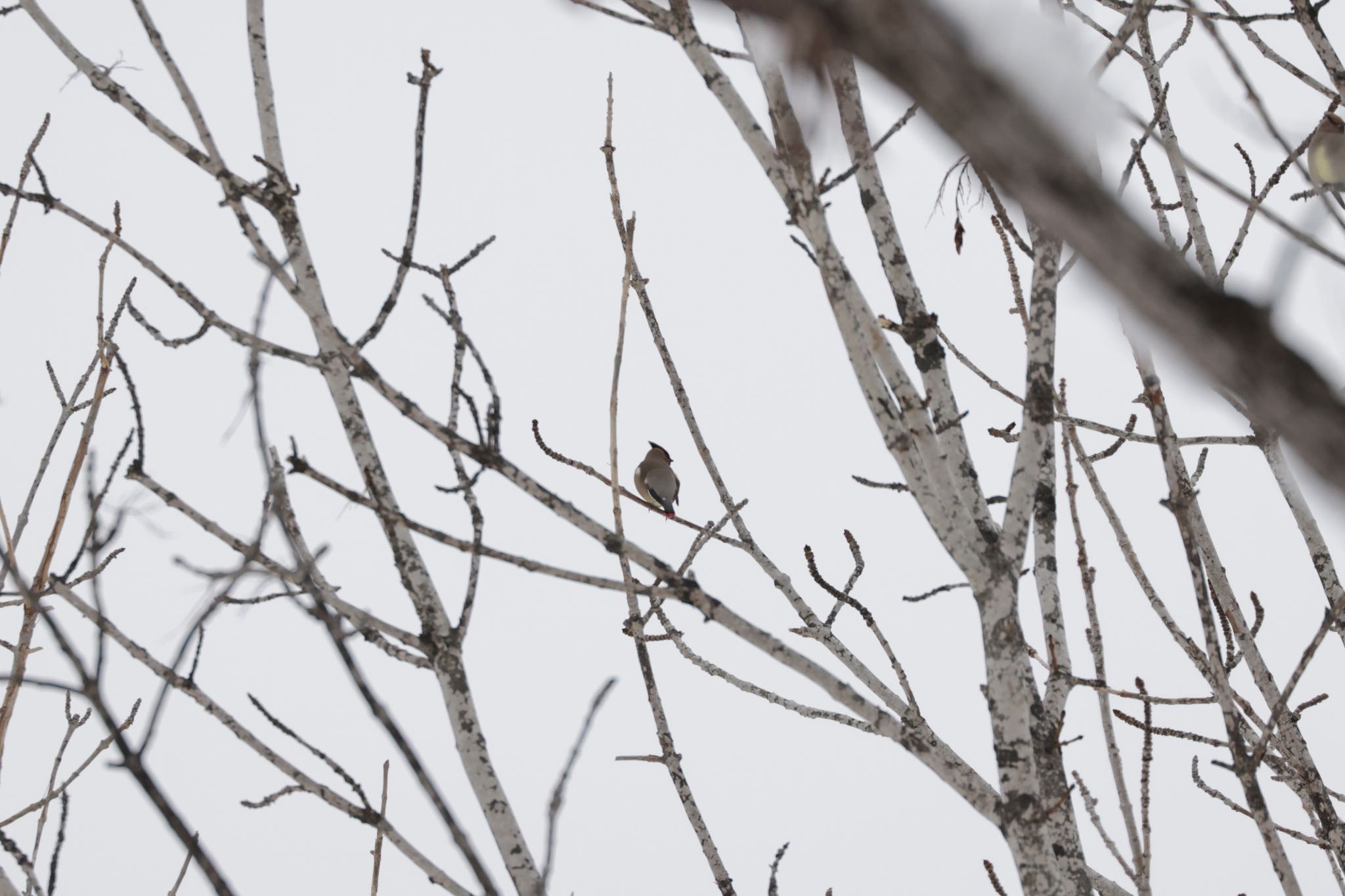 Photo of Japanese Waxwing at Nishioka Park by will 73