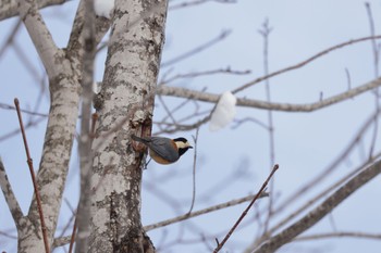 Varied Tit Nishioka Park Fri, 2/17/2023