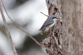 Eurasian Nuthatch Nishioka Park Fri, 2/17/2023