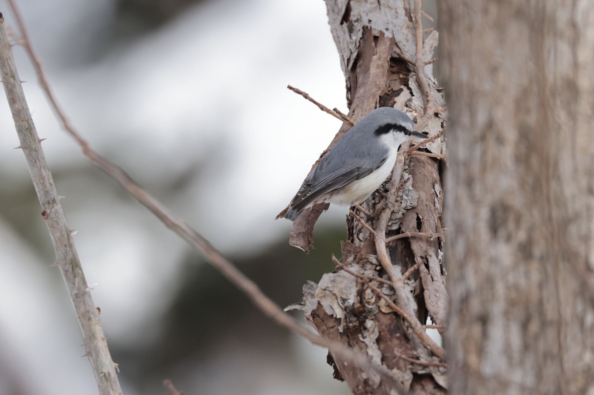 Photo of Eurasian Nuthatch at Nishioka Park by will 73