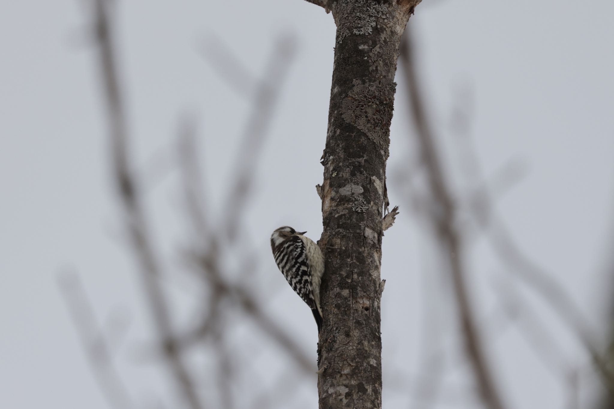 Photo of Japanese Pygmy Woodpecker at Nishioka Park by will 73