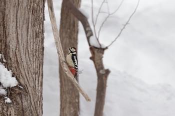 Great Spotted Woodpecker Nishioka Park Fri, 2/17/2023