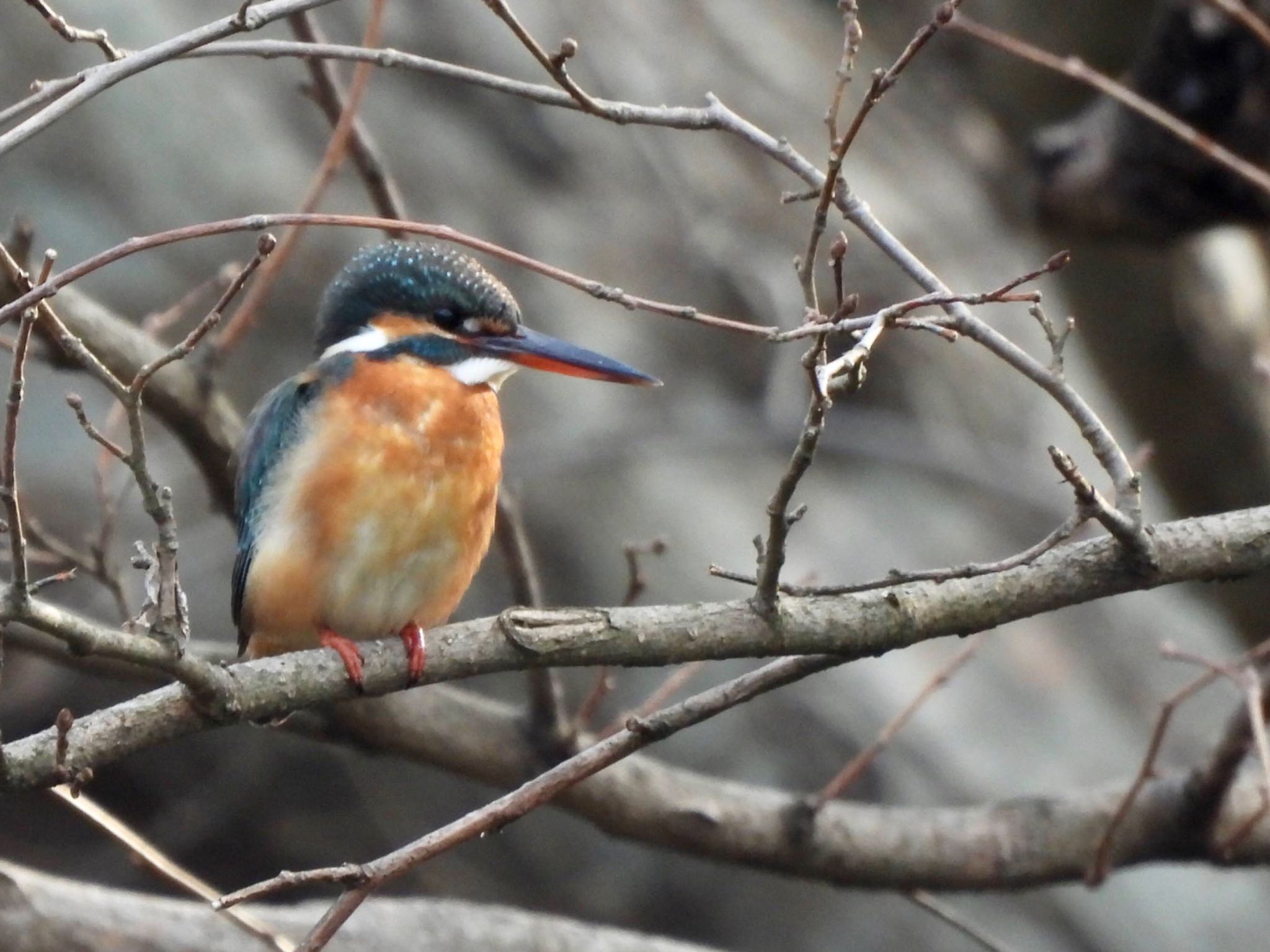 Photo of Common Kingfisher at Maioka Park by くー