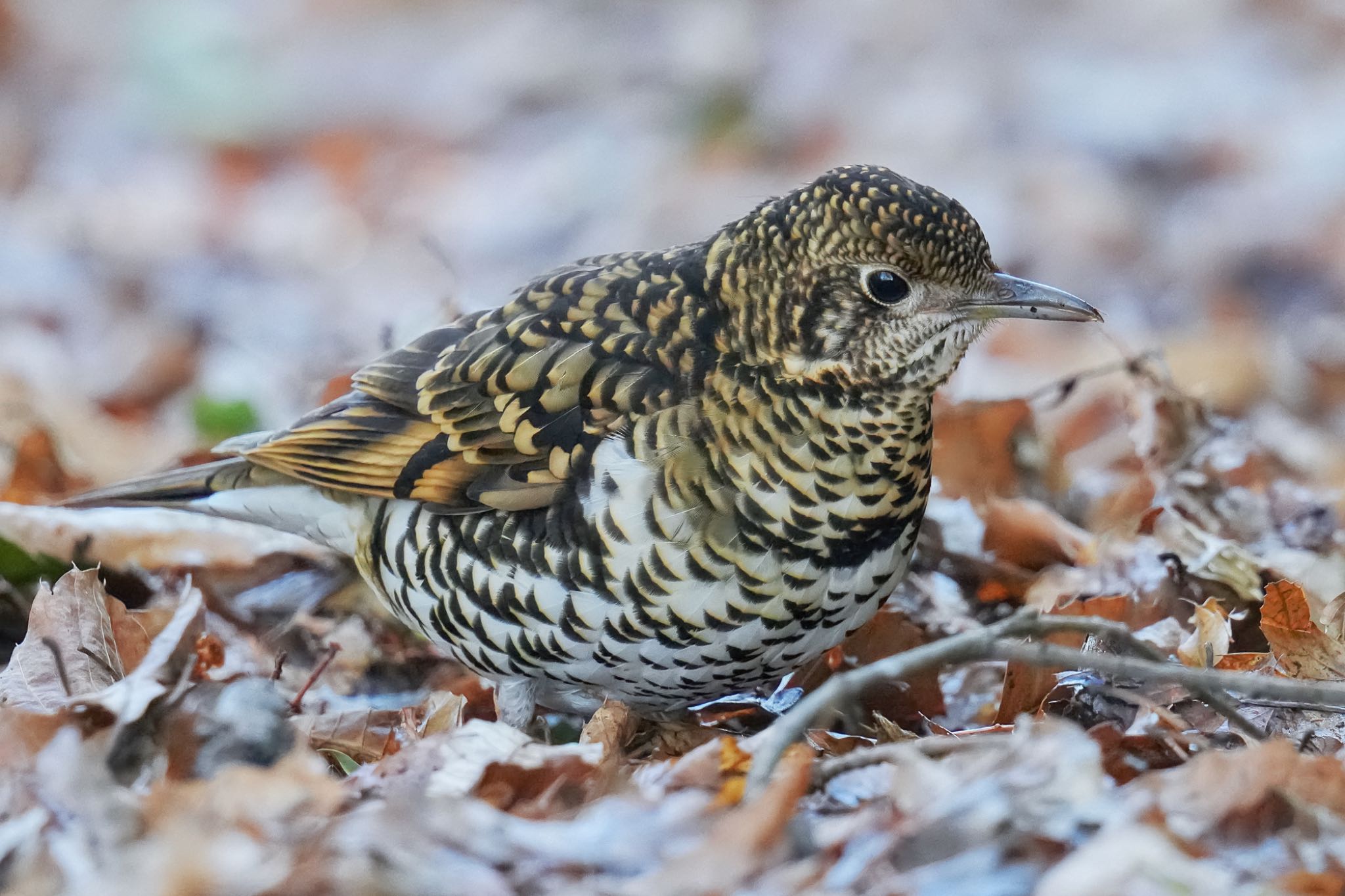 White's Thrush