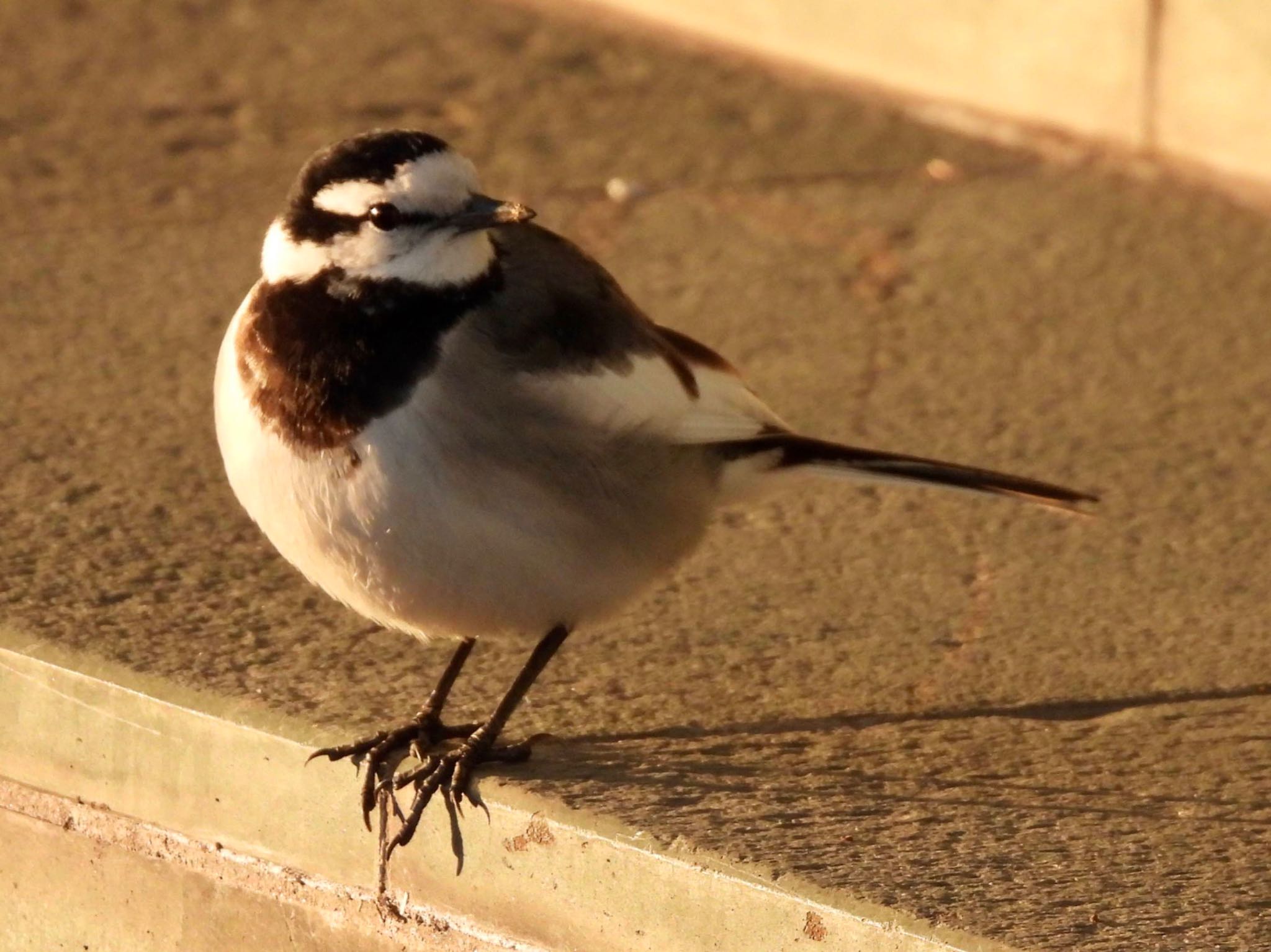 White Wagtail