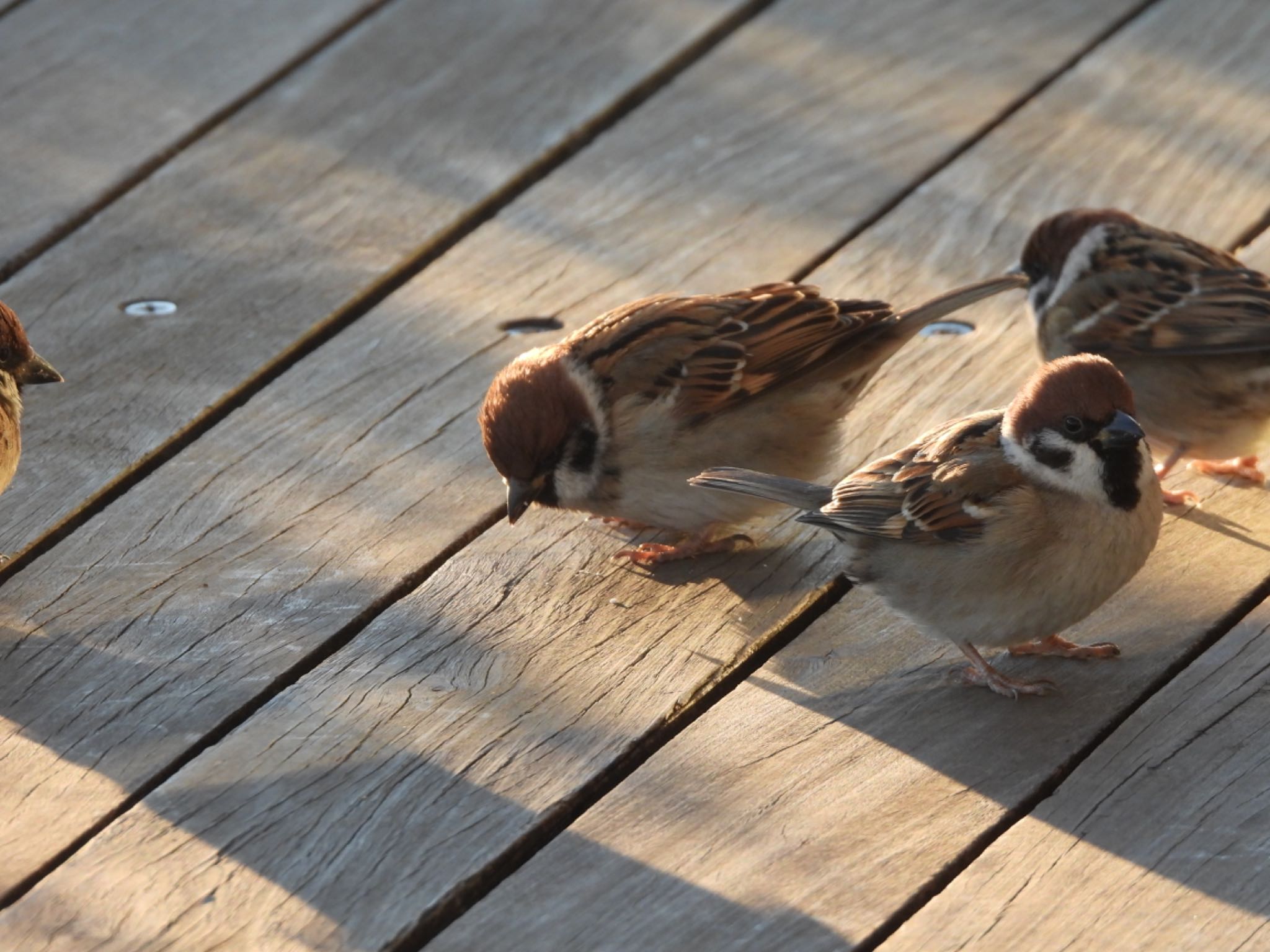 Eurasian Tree Sparrow