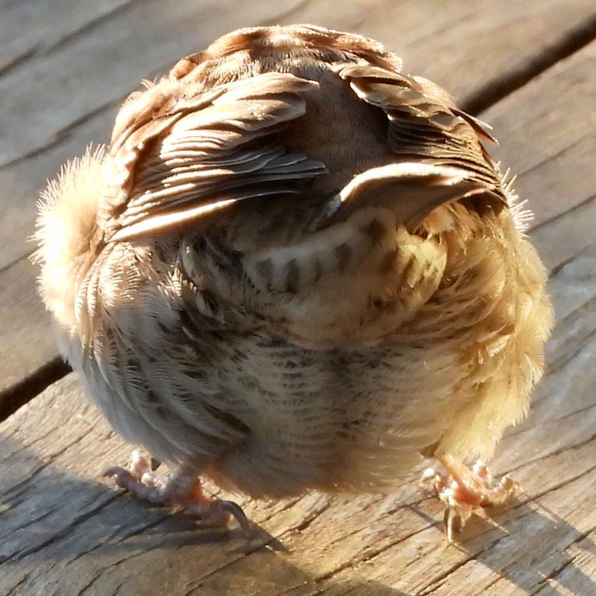 Eurasian Tree Sparrow