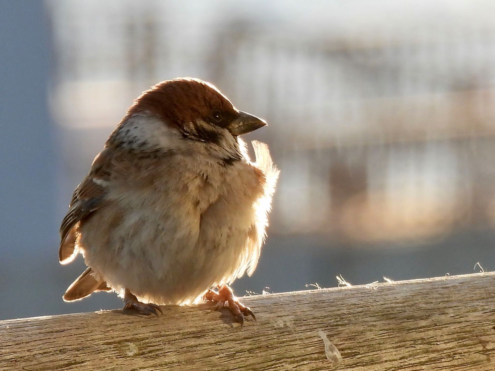 Eurasian Tree Sparrow