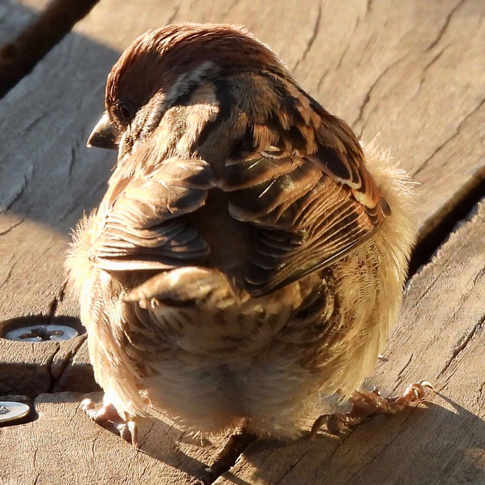 Eurasian Tree Sparrow