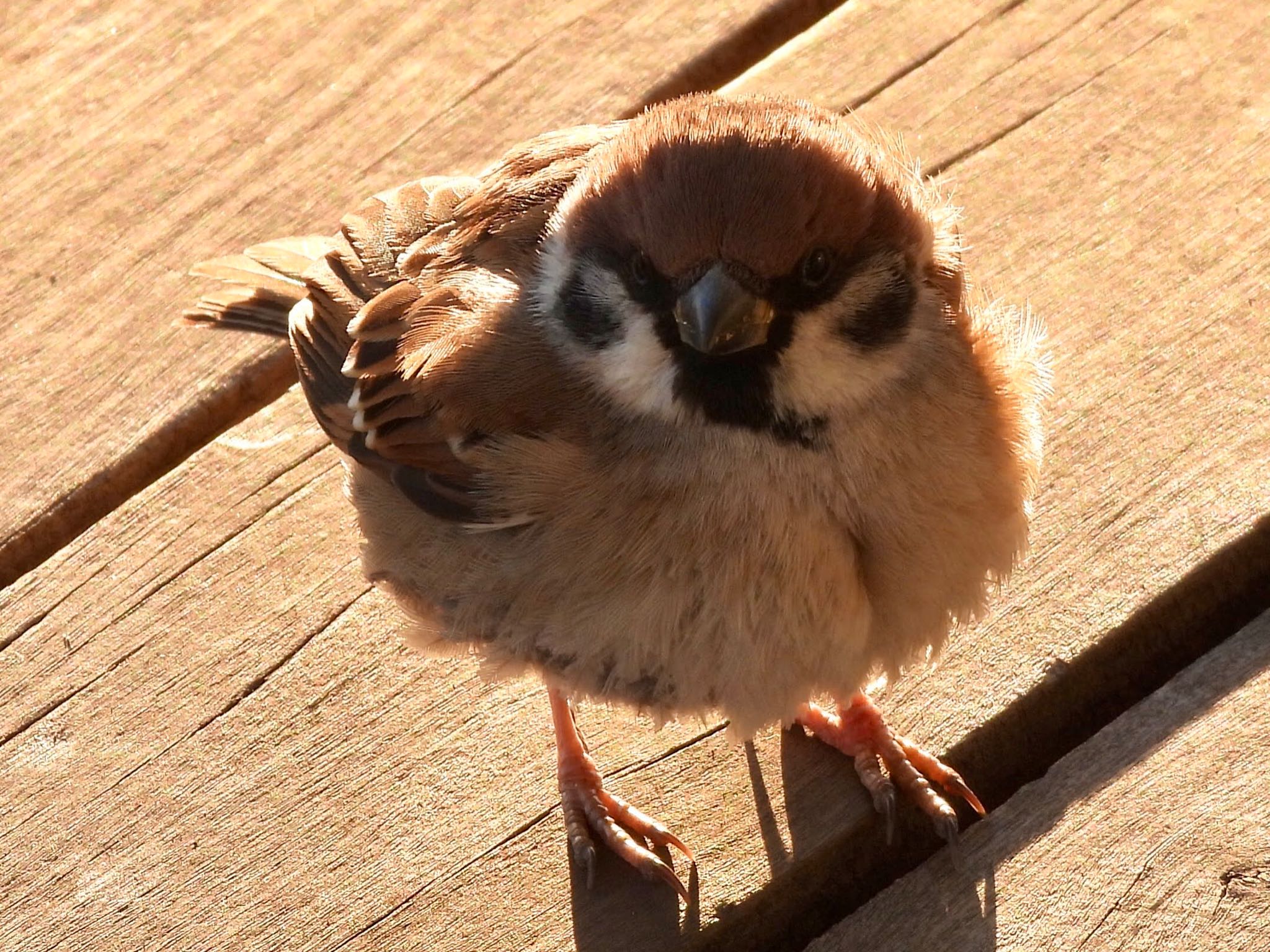 Eurasian Tree Sparrow