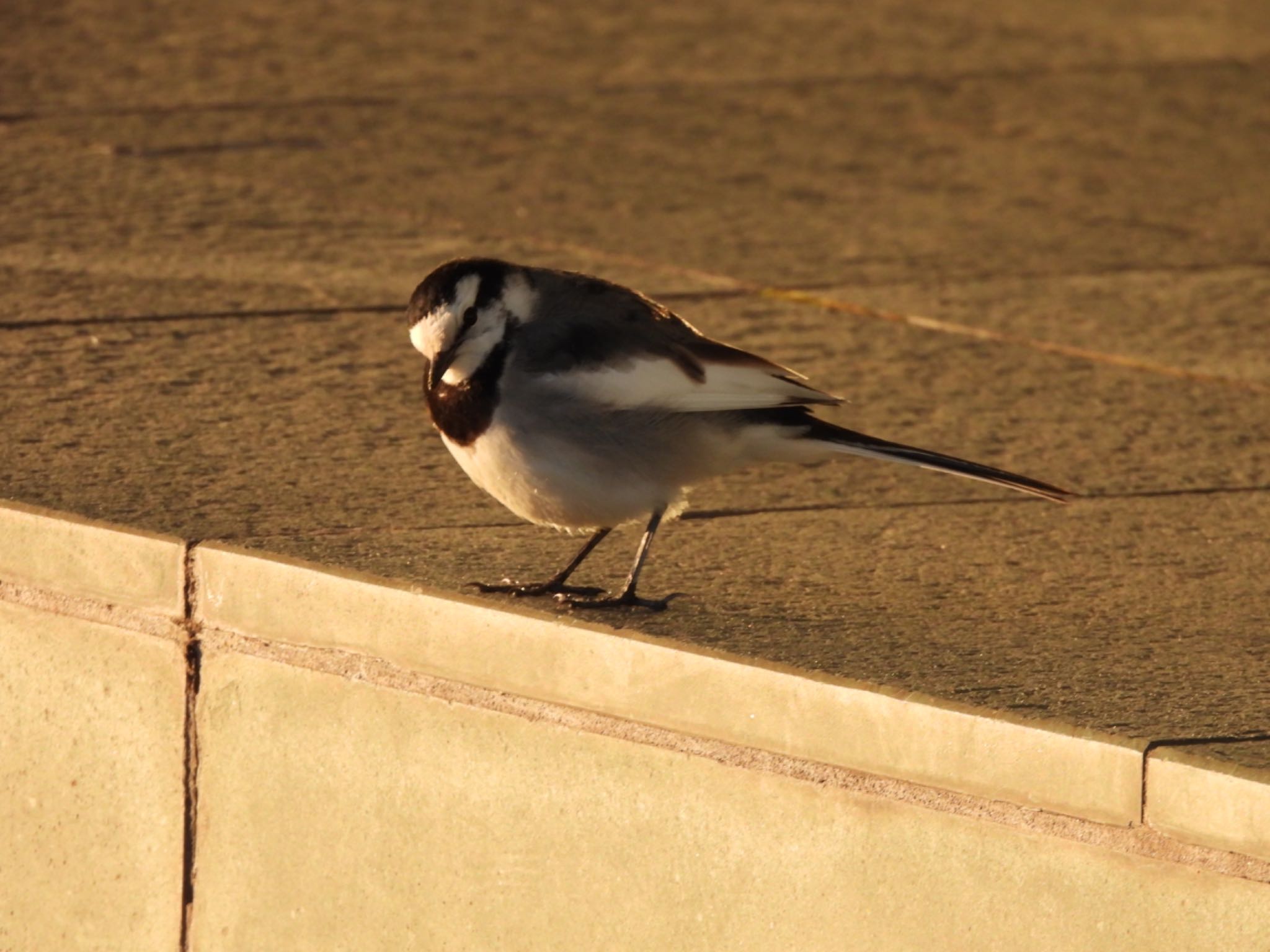 White Wagtail