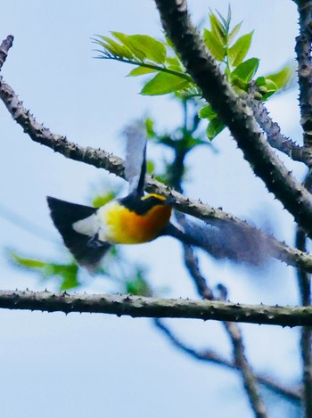 Narcissus Flycatcher 熊本県阿蘇市 Sun, 4/22/2018