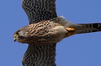 Common Kestrel 恩智川治水緑地 Fri, 2/17/2023