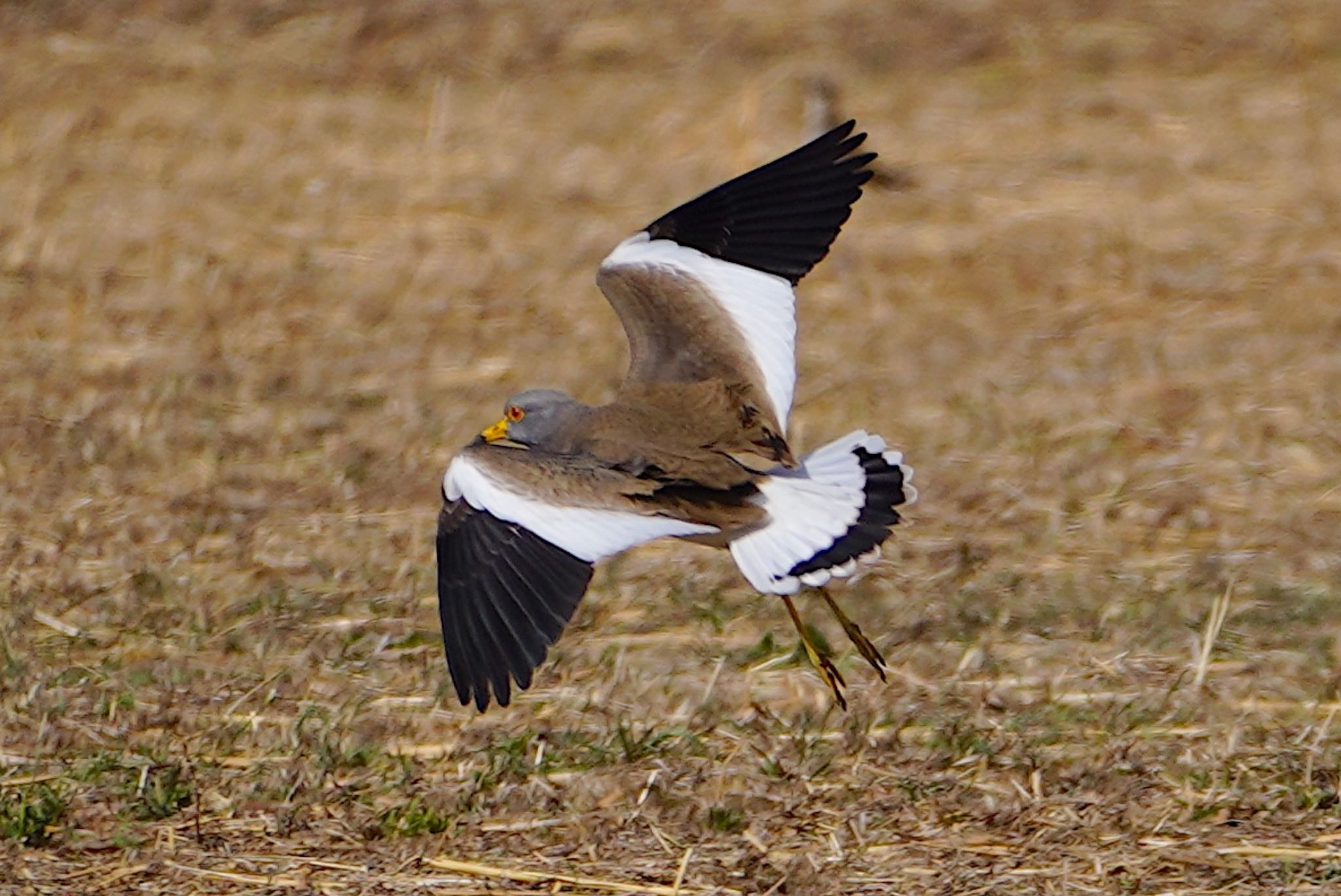 Photo of Grey-headed Lapwing at 恩智川治水緑地 by アルキュオン