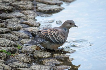 キジバト 三ツ池公園(横浜市鶴見区) 2018年4月21日(土)