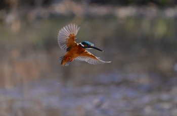 Common Kingfisher 恩智川治水緑地 Fri, 2/17/2023