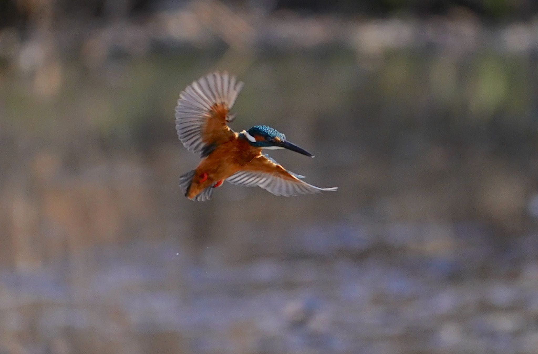 Photo of Common Kingfisher at 恩智川治水緑地 by アルキュオン