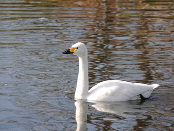 Tundra Swan 越辺川(埼玉県川島町) Fri, 2/17/2023